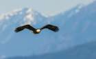 Bald eagle searching for a meal Art Print